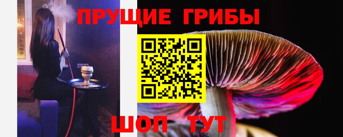 Псилоцибиновые грибы Psilocybe Новочебоксарск